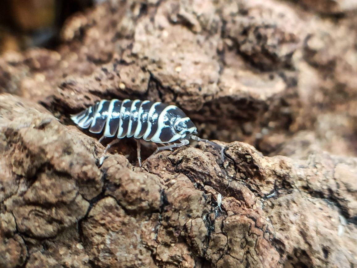 Armadillidium maculatum ,,zebra,, x10