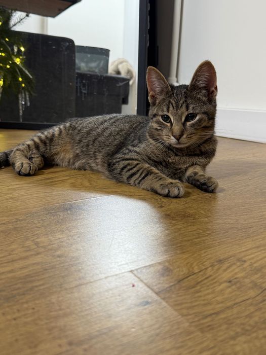 Кошенята в добрі руки, Безкоштовно