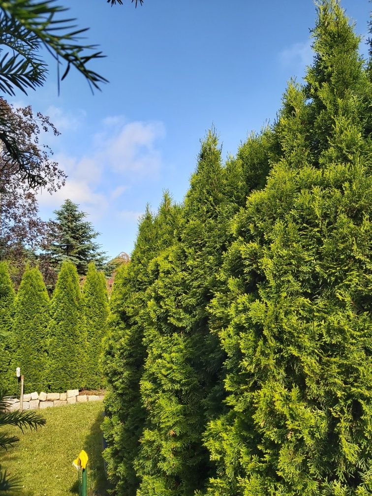 Thuja szmaragd o wysokości powyżej 3 metrów