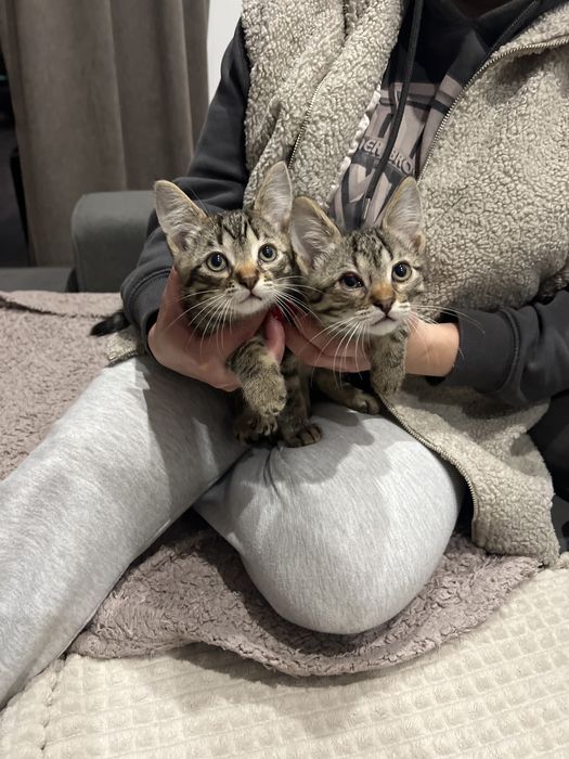 Кошенята Віддам в добрі руки!Два котика!