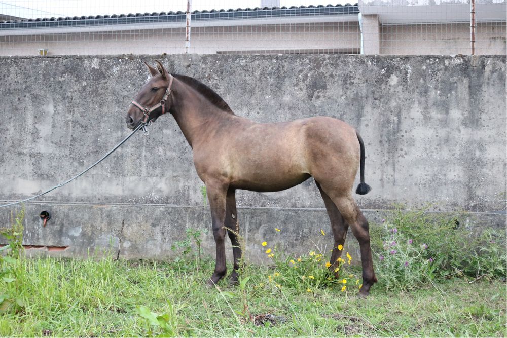 Poldra PSLusitano 11 meses preta