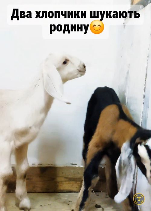 Продам англонубийского 100% козлика