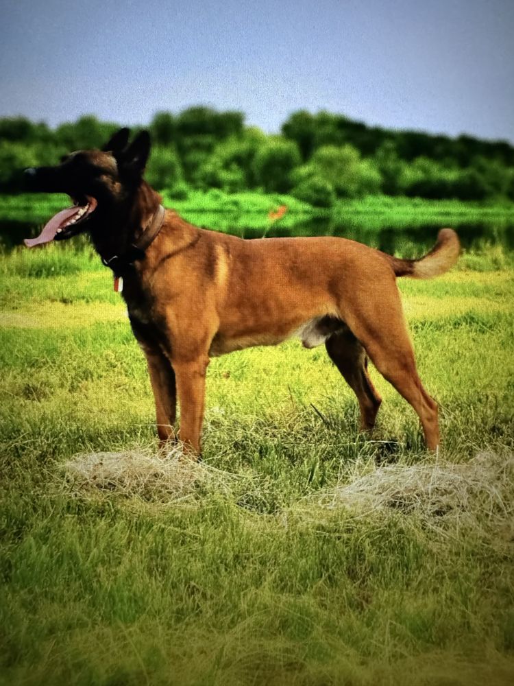 Owczarek belgijski malinois
