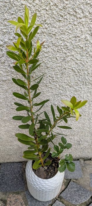 Plantas , catos, suculentas, protea, leucadendro