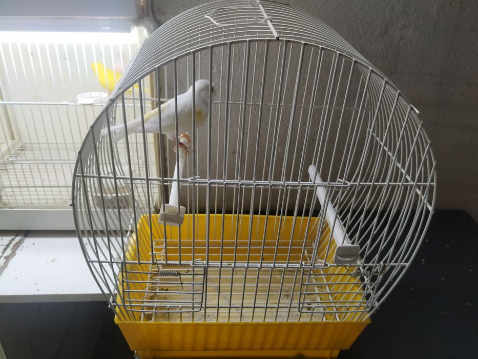 Femia amarela moisaico