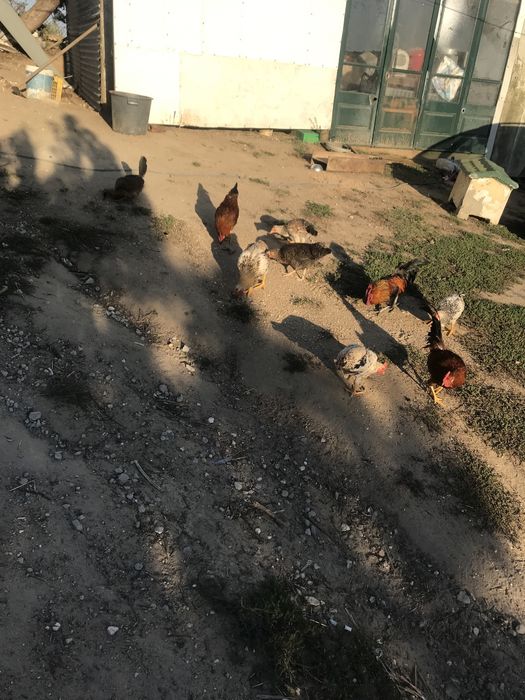 Vendo coquichos crosados das galinhad dos ovos azuis