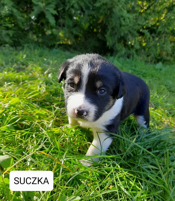 Szczeniaki szukają domów!