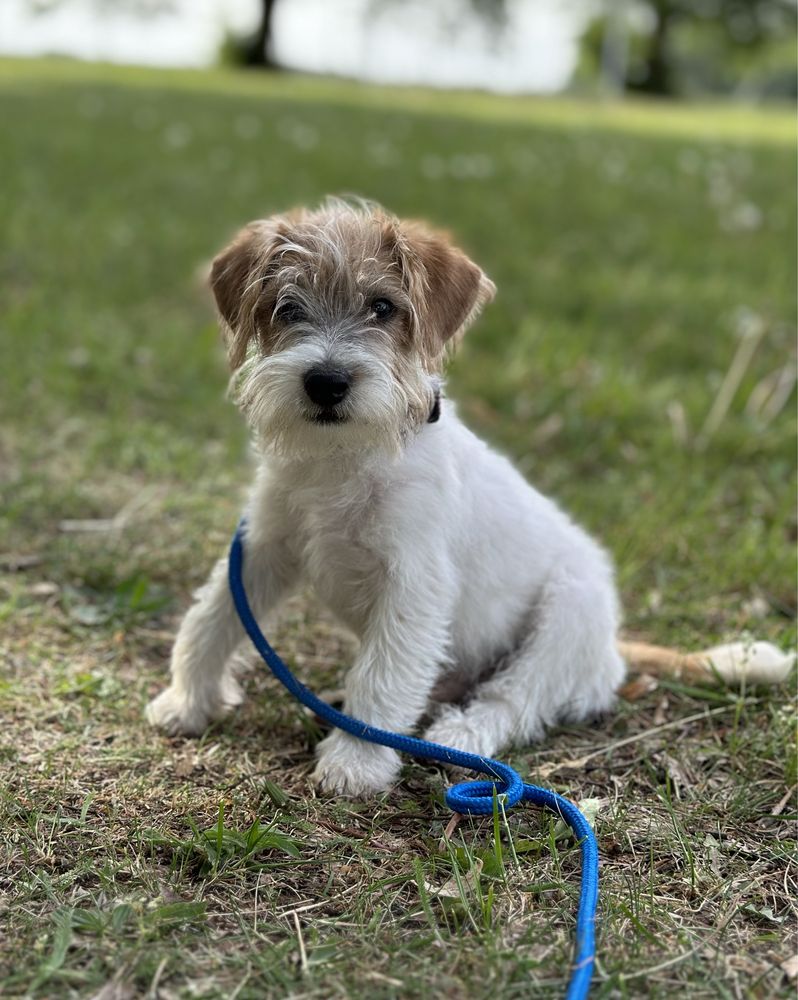 Jack Russell Terrier szczeniaczek piesek