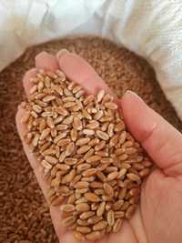 Зерно пшениці 2023