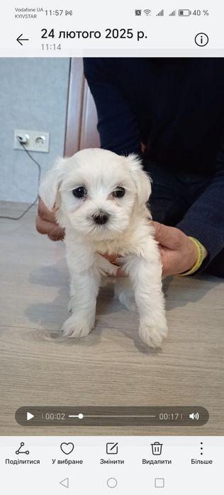 Мальтійська болонка