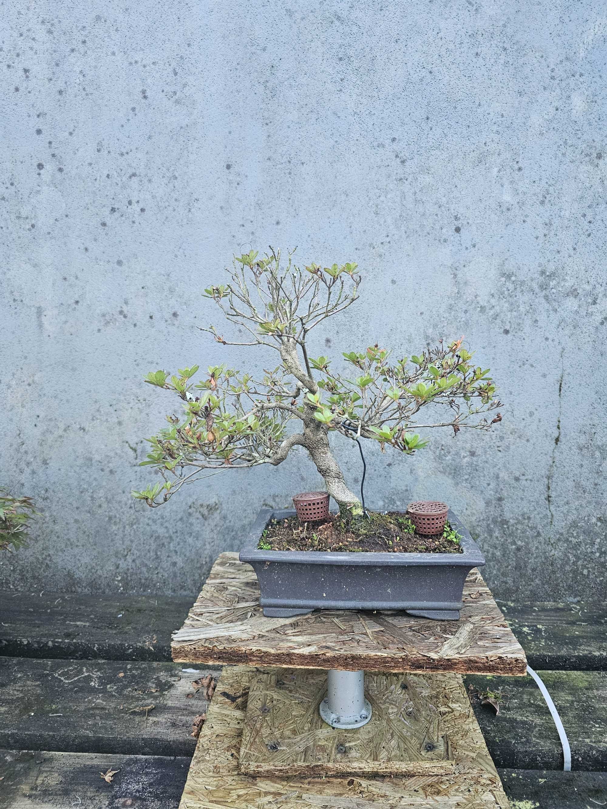 Bonsai de azalea