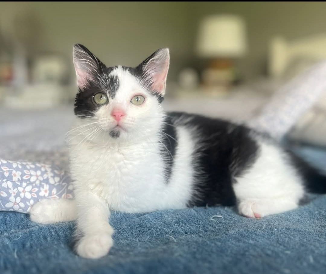 Teodor gorąco poleca się do adopcji:)