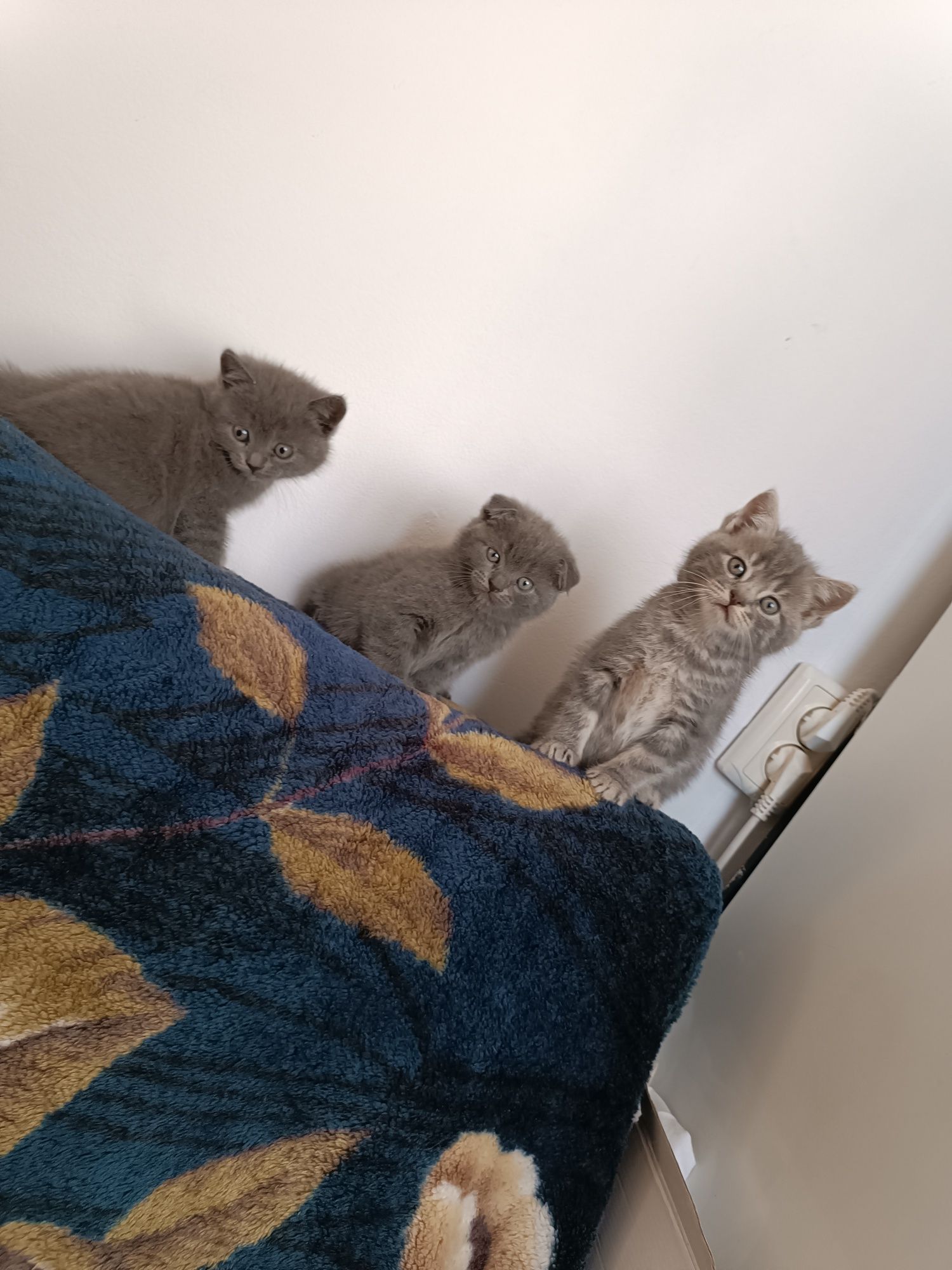 Продаю прекрасних котиків