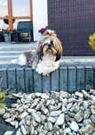 Suczka malutka shih tzu odchowana 4 letnia
