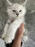 Rezerwacja Kocurek Maine Coon