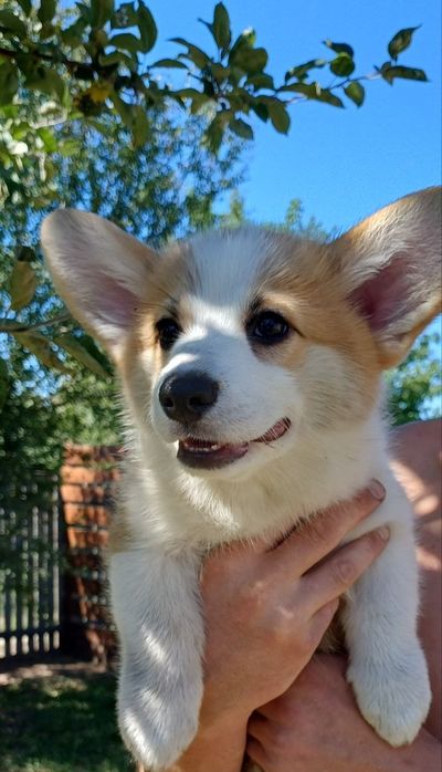 Цуценята Коргі КСУ