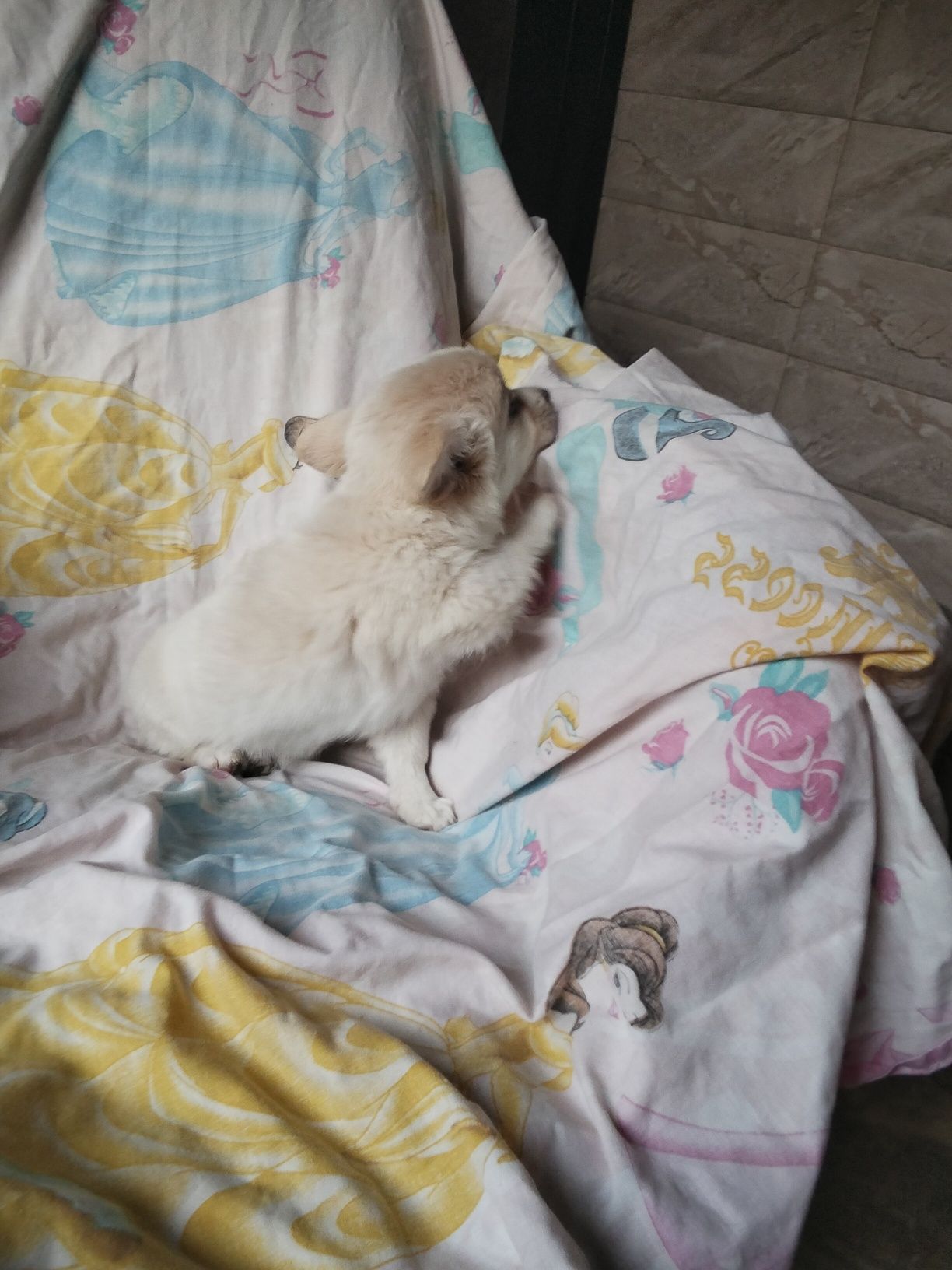 Шпіц дівчинка метис з померанцем