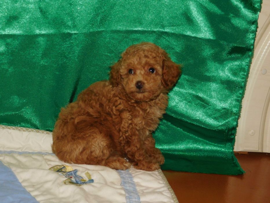 Красуня дівчинка той пудель