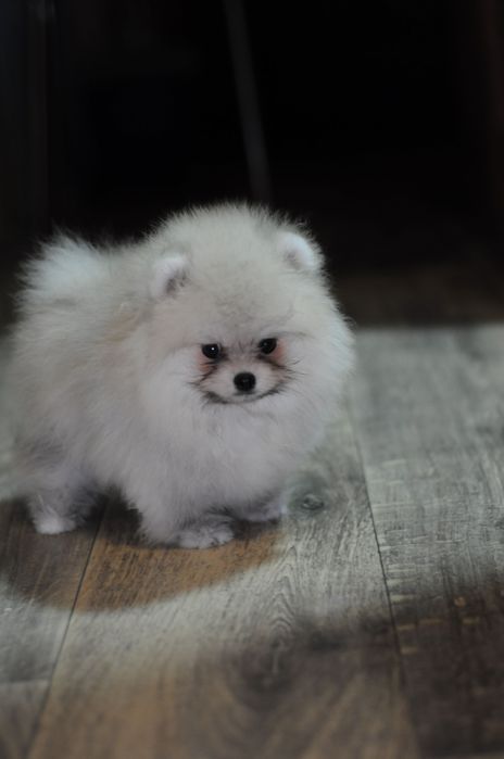 Супер детки, 100% мишки, мини размер