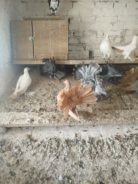 Pawiki żółte srebrne białe paw pawie