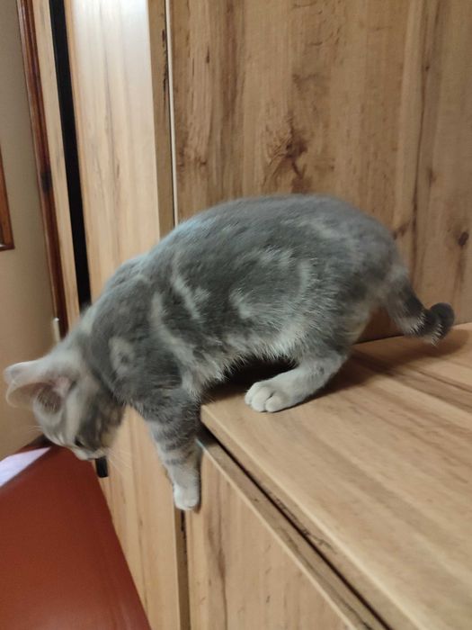 Дівчинка британка