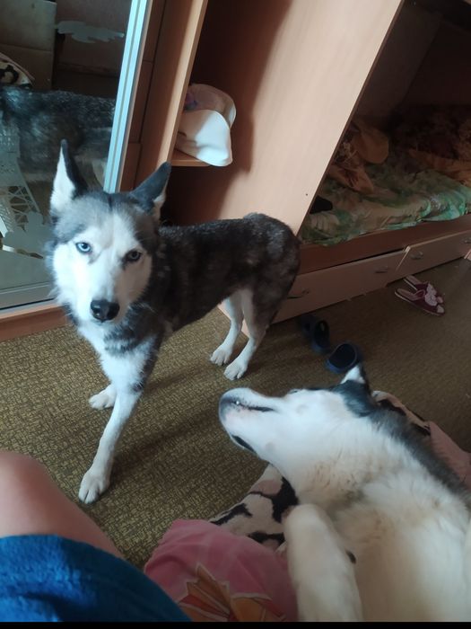 Отдам девочку Хаски