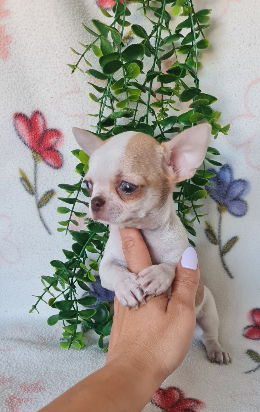 Estupendo mini mini Chihuahua/Chiuaua de Qualidade. Linhagem Russa