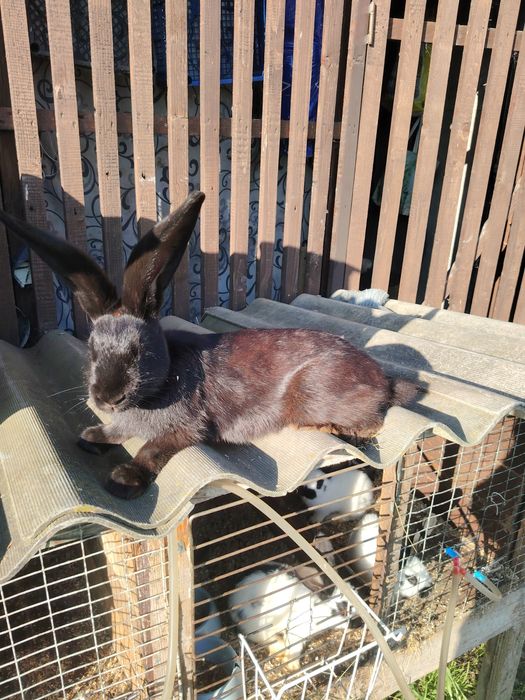 Продам кроликів чисто кровний німецький строкач