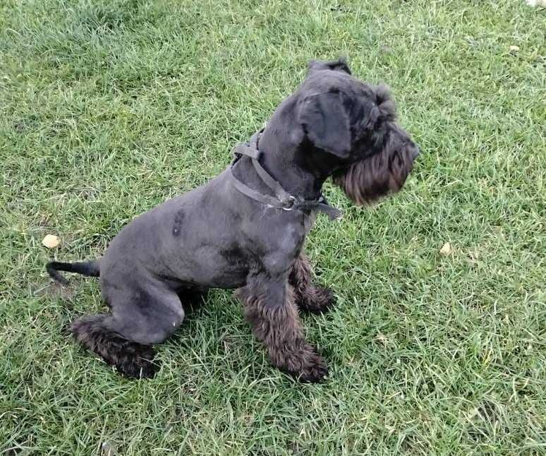 Sznaucer Miniaturowy Suka