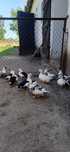 Łaciate kaczki call duck ( karzełki ).