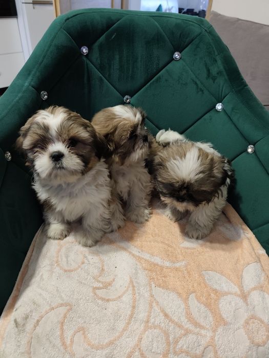 Shih Tzu szczenię