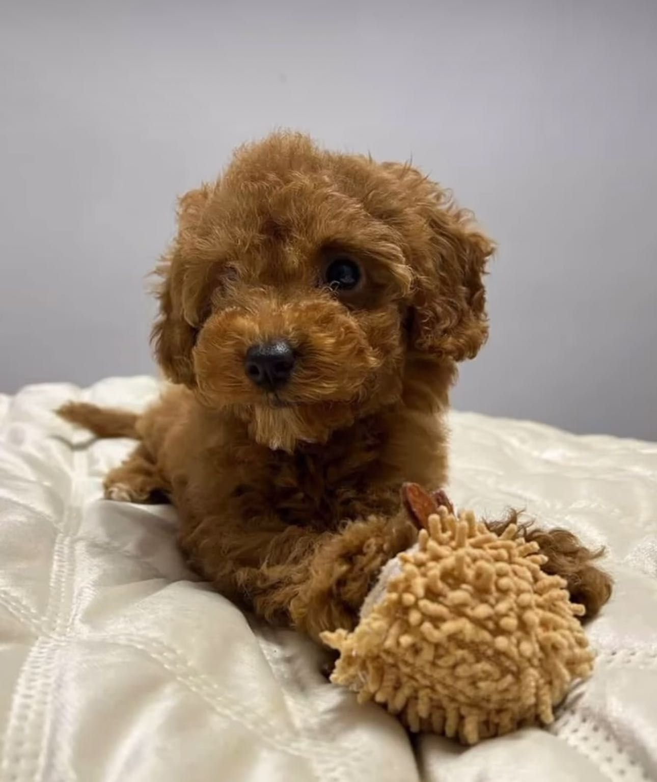 Toy poodle, той пудель, Мальтіпу