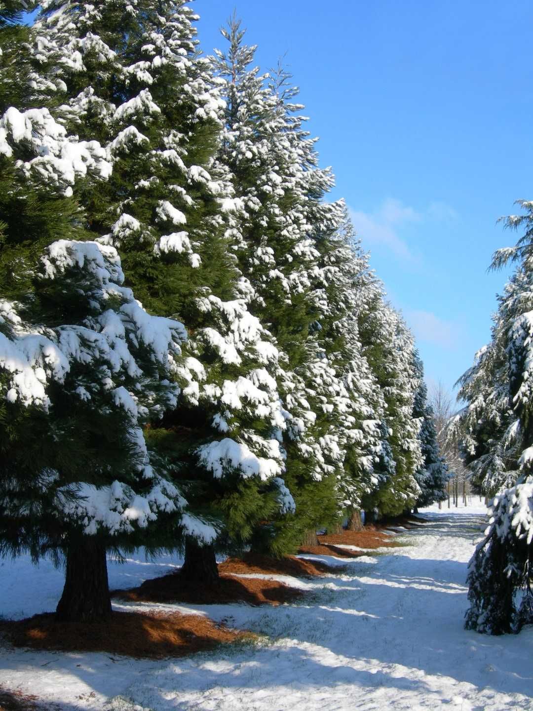 Mamutowiec olbrzymi (Sequoiadendron giganteum)