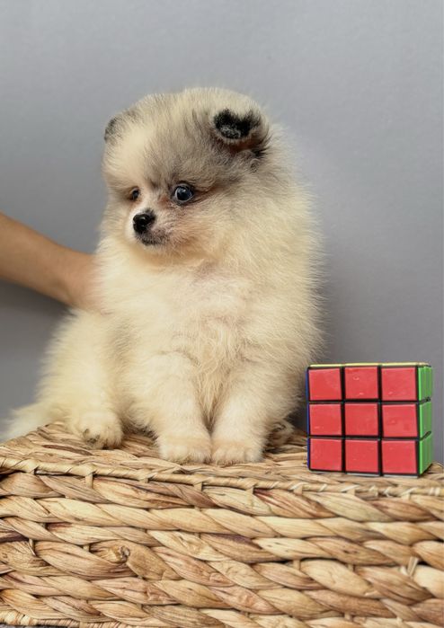 Актиний хлопчина шпіца