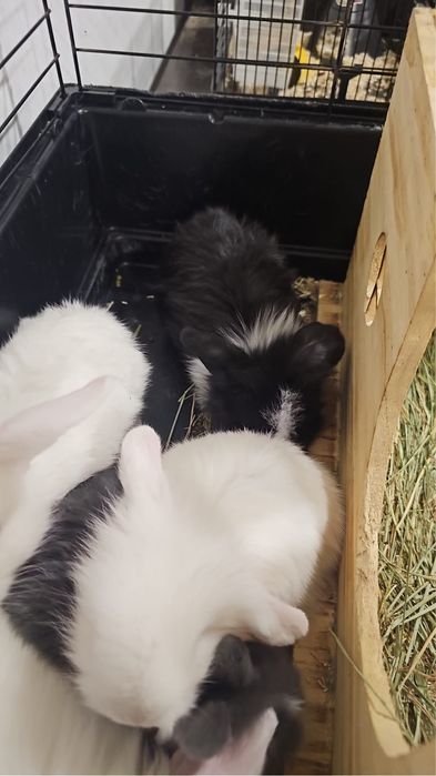 Coelhos anões bebés