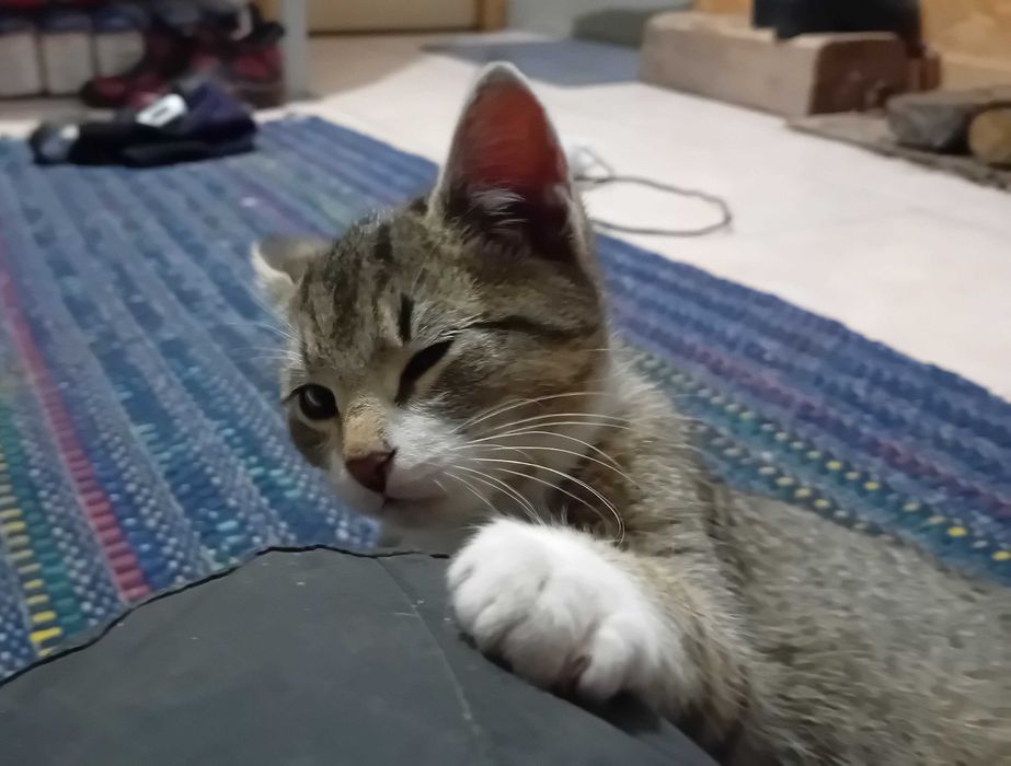 kocurek Gandalf  szuka domu 13 tyg