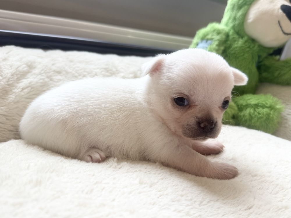 Sunia krótkowłosa chihuahua FCI
