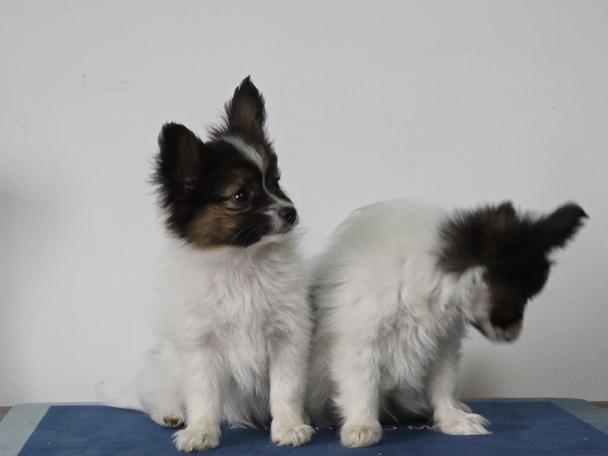 Papillon piesek FCI