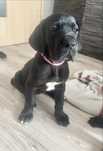 dog niemiecki   Reproduktor   CIB  Interchampion  zkwp. Fci