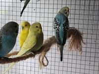 Papugi faliste z woliery