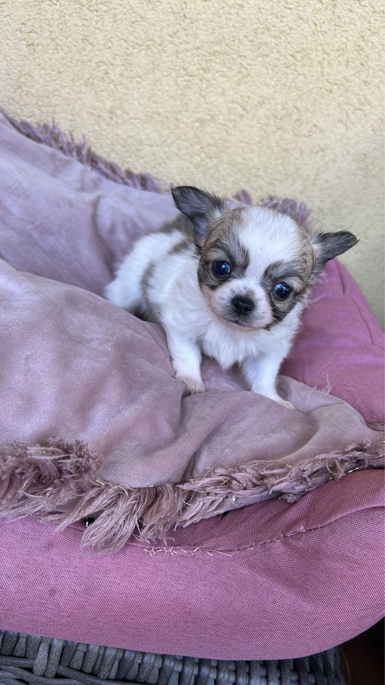 Chihuahua z metryką