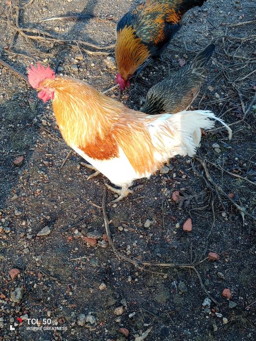 Galo grande 20€ retirar na lameira Rêgo