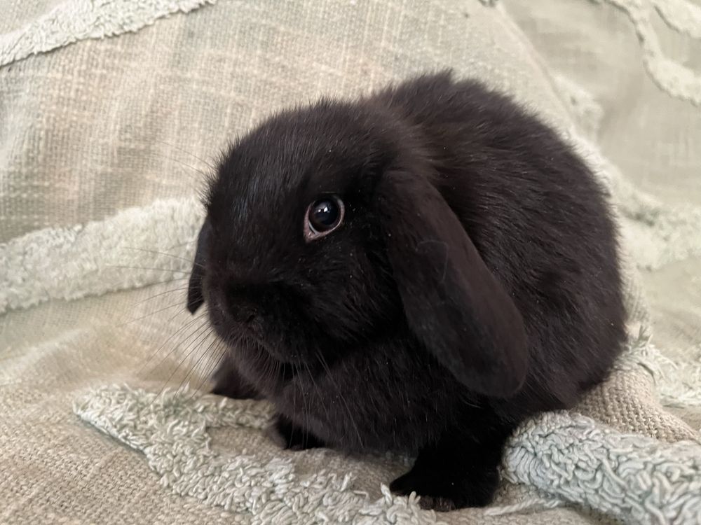 -mini lop- króliki miniaturki baranek miniaturka