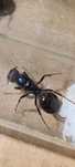 Kolonia messor barbarus Red head 90- 110w + potomstwo