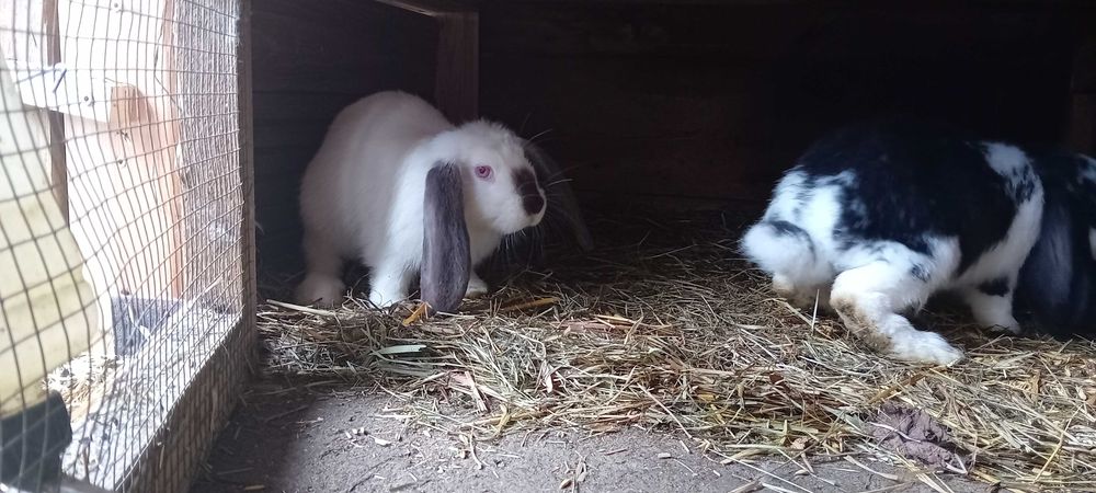 Szukają nowego domu