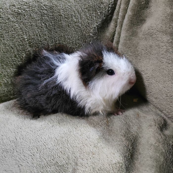 REZERWACJA DO 21.11 Świnka morska samiczka Kawia domowa