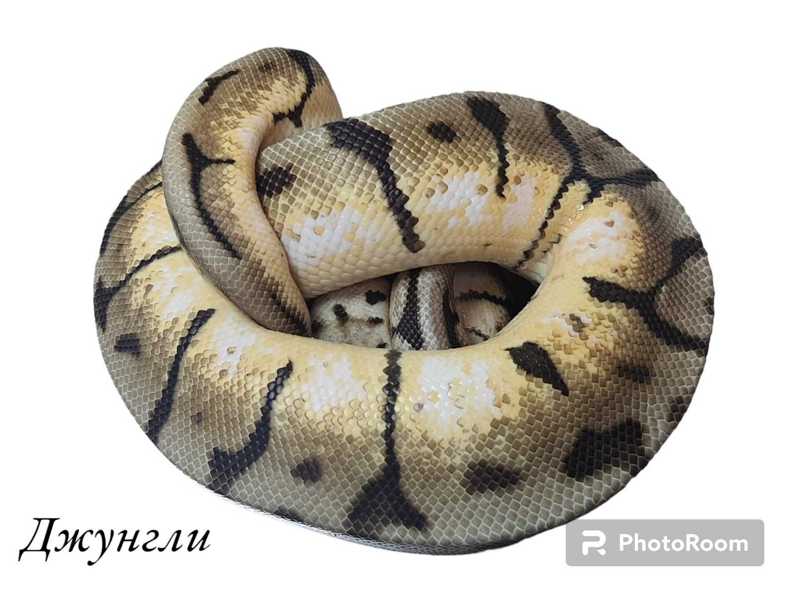 Королевский питон пітон (Python regius) 2024