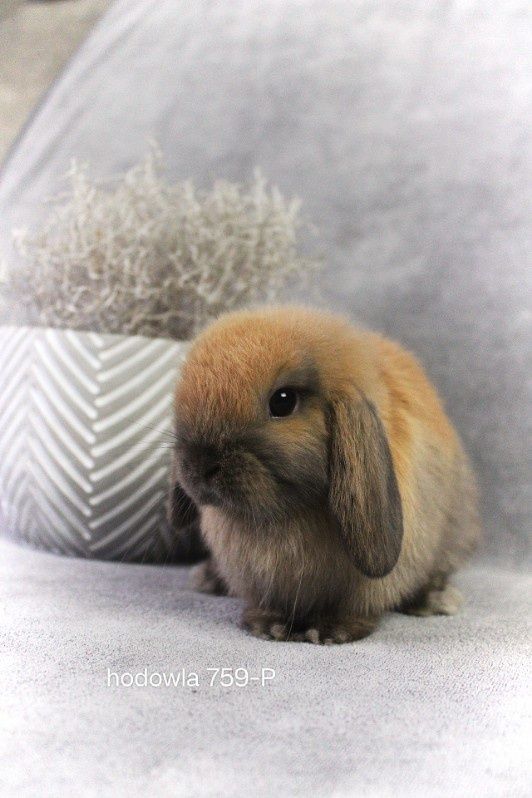 Mini lop rasowy królik karzełek miniaturka baranek