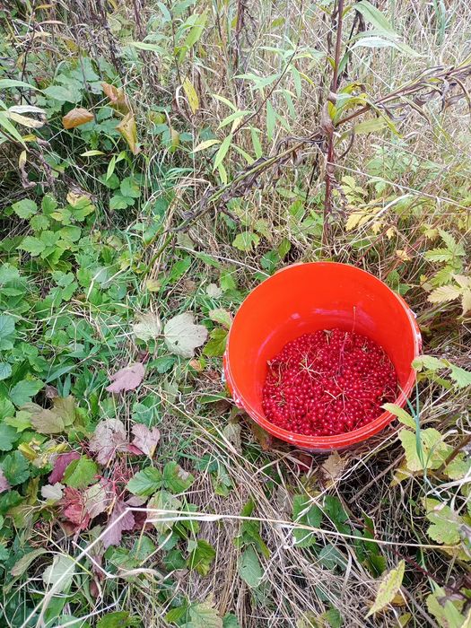 Kalina 15 kg , po mrożeniu.