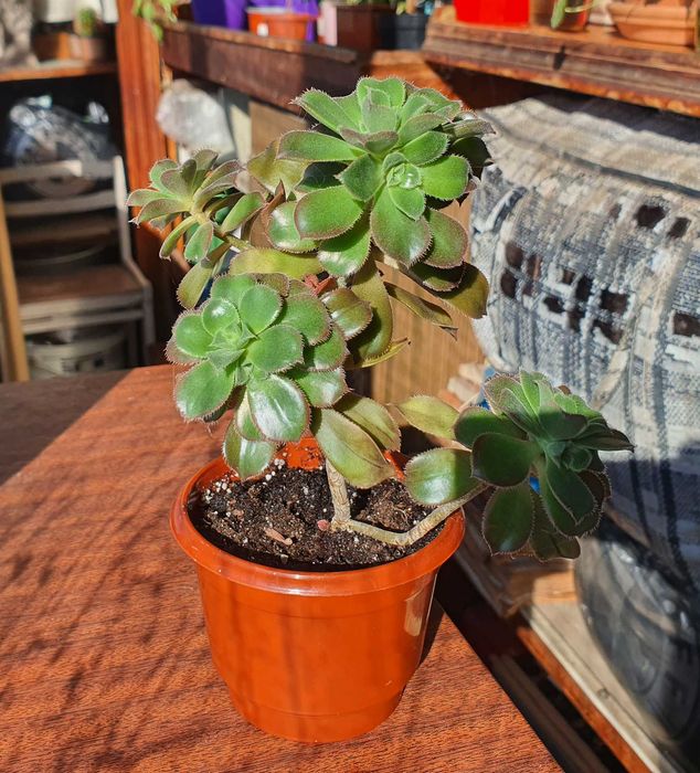 Суккуленты Эониум